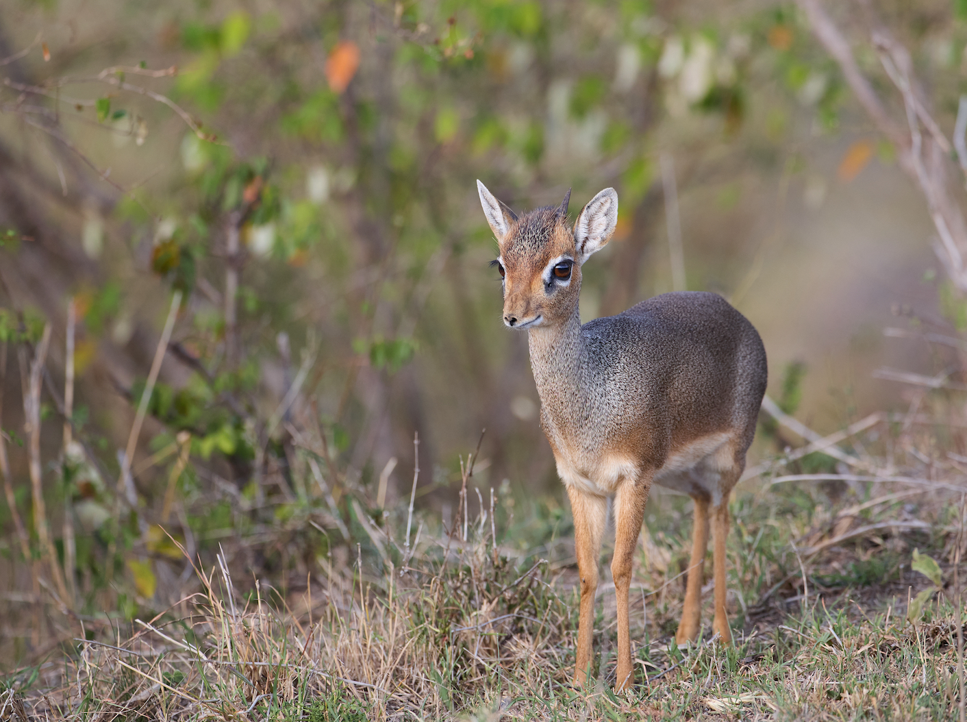 Dikdik