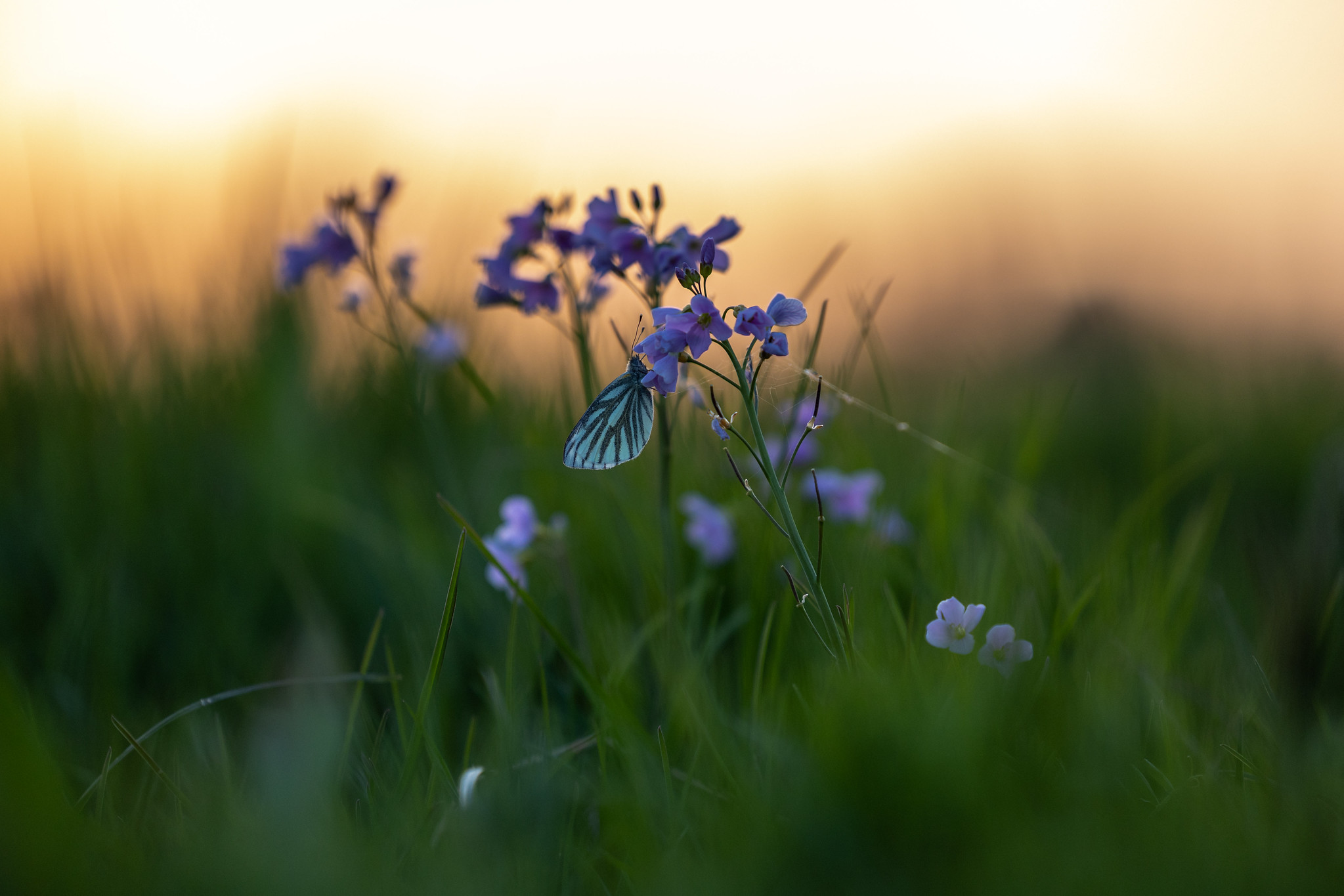 Wiesenschaumkraut mit Besucher