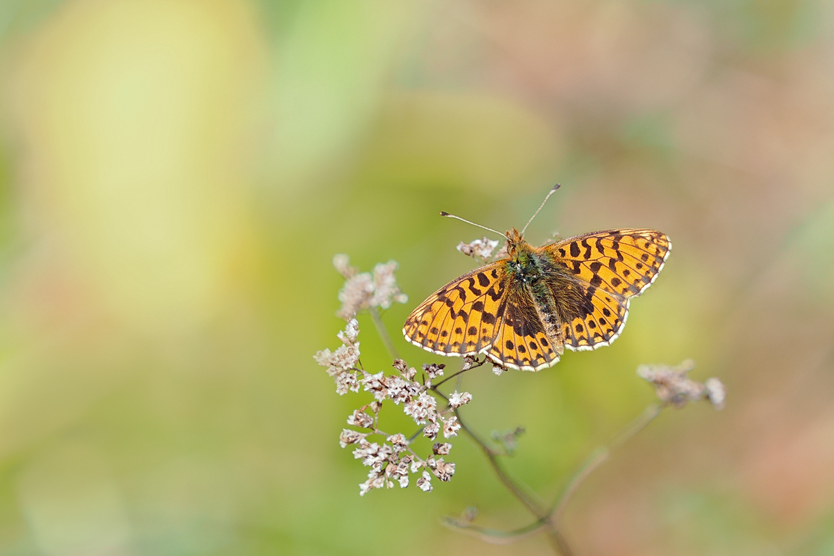 den ersten frisch geschlüpften Magerrasen Perlmuttfalter