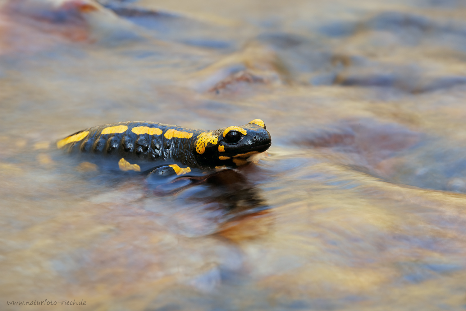 Feuersalamander
