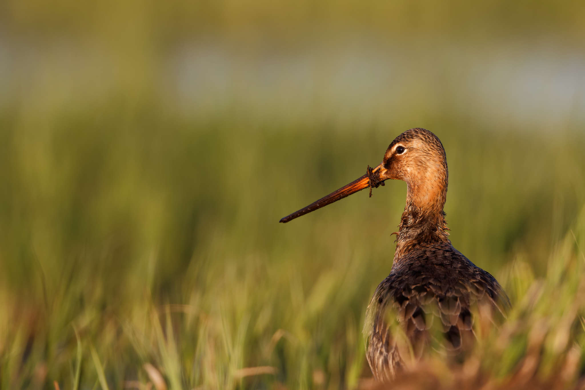 Schulterblick im Abendlicht