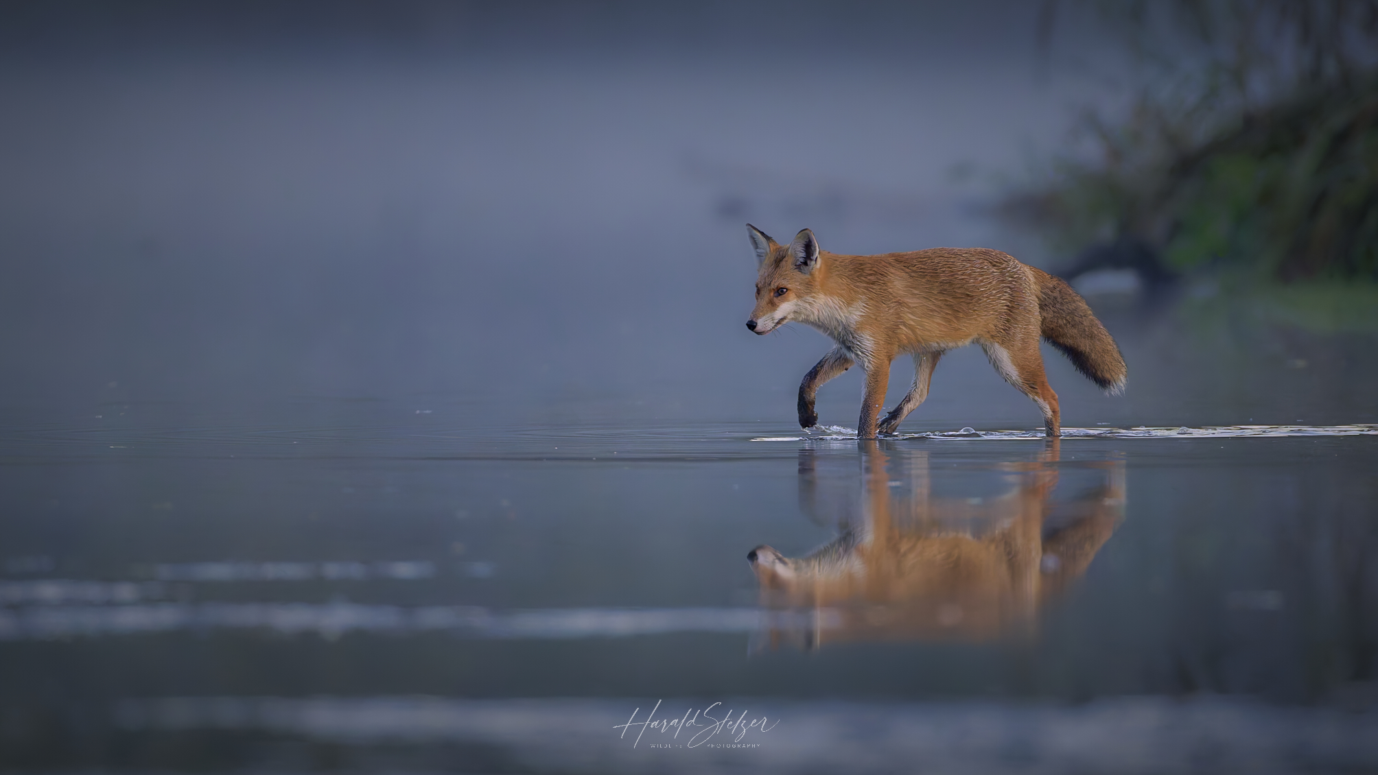 Fuchs über dem Wasser