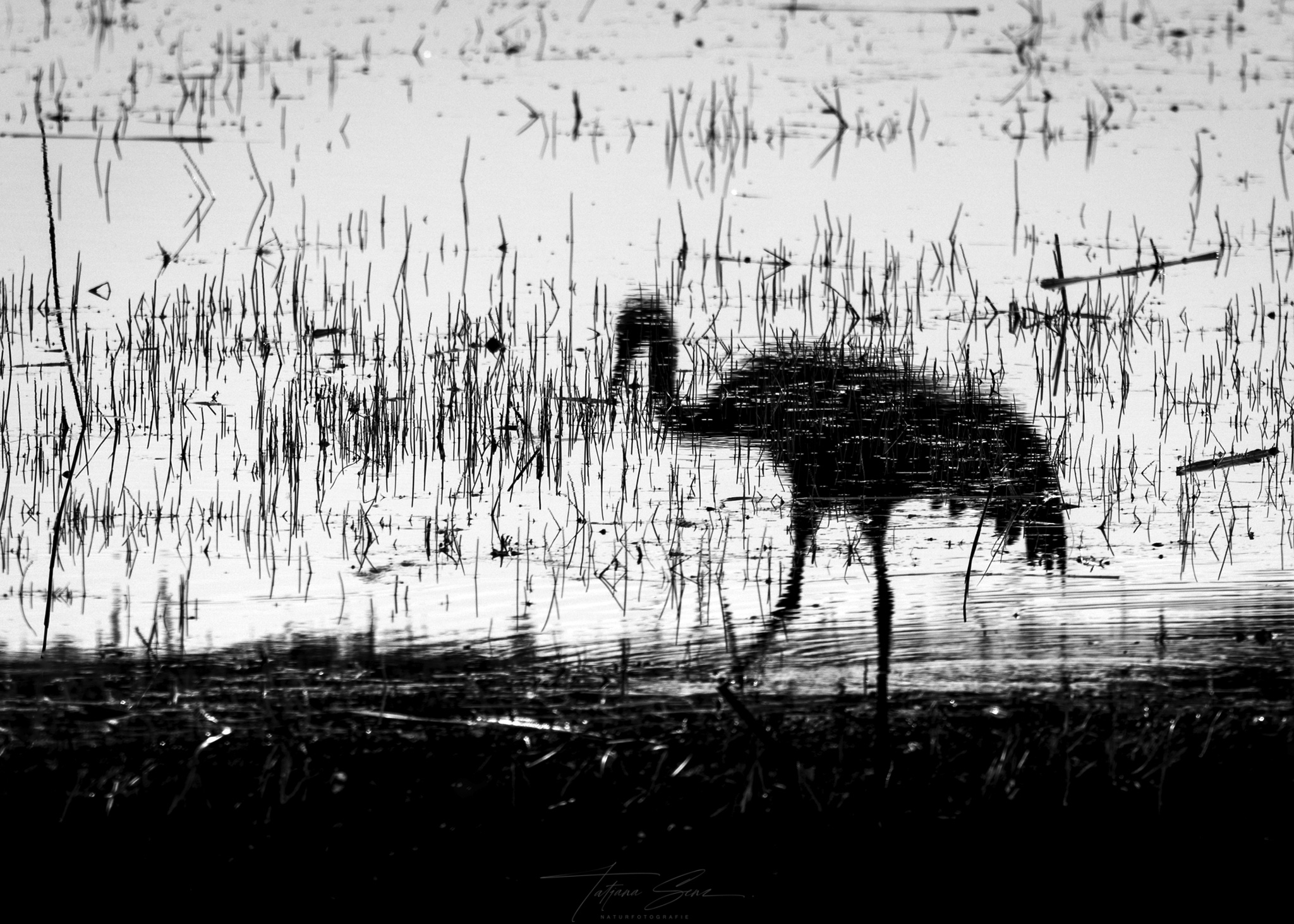 DER GESPIEGELTE KRANICH