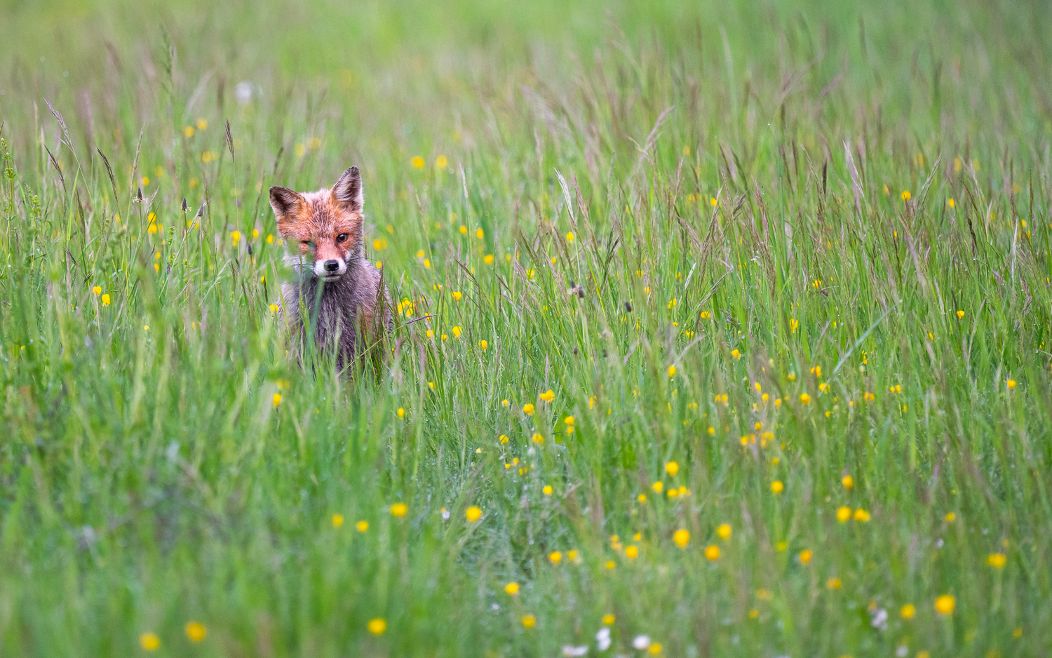Unerwartete Begegnung