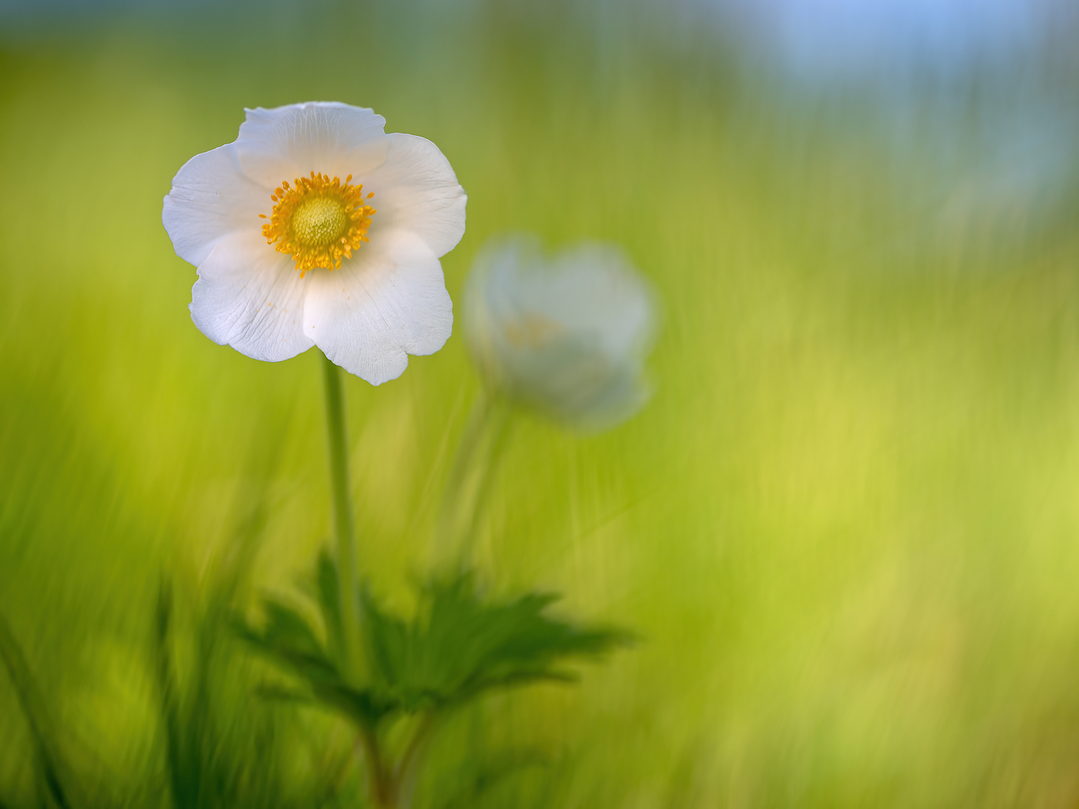 Anemone sylvestris