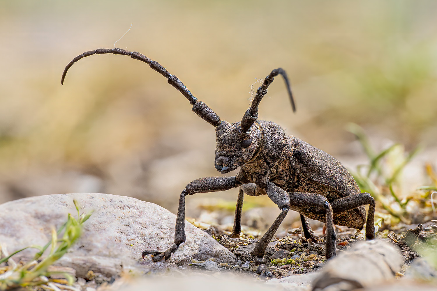 Weberbock ( lamia textor )
