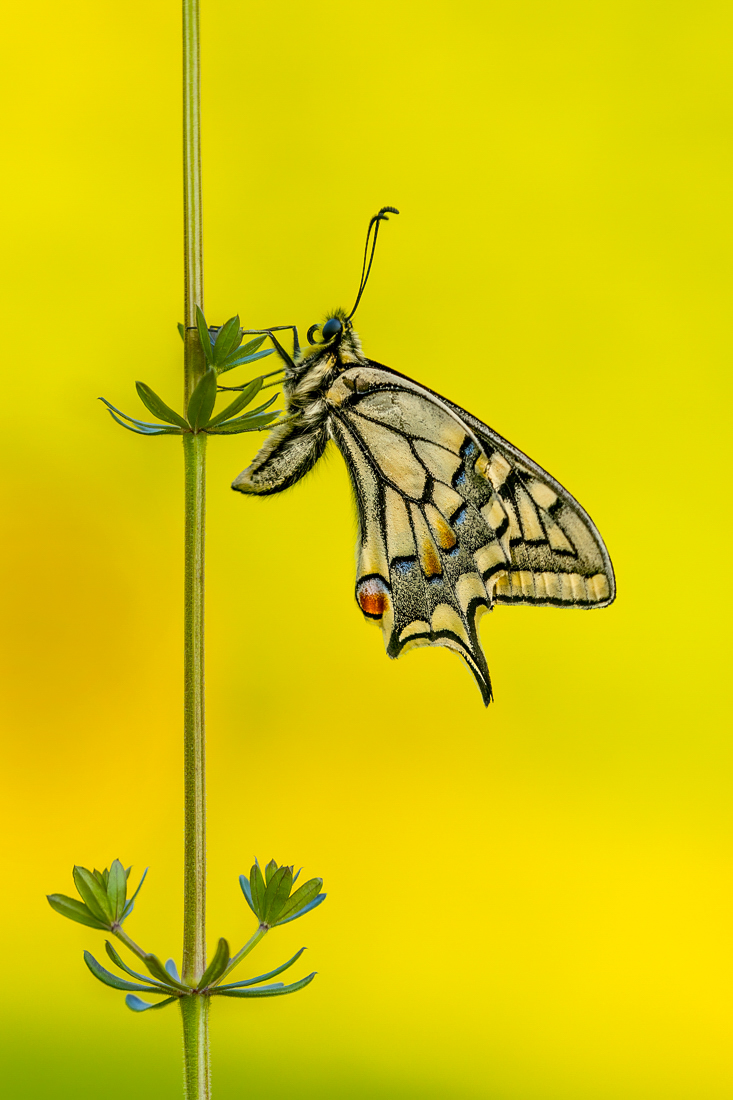 Ein Schwalbenschwanz ...