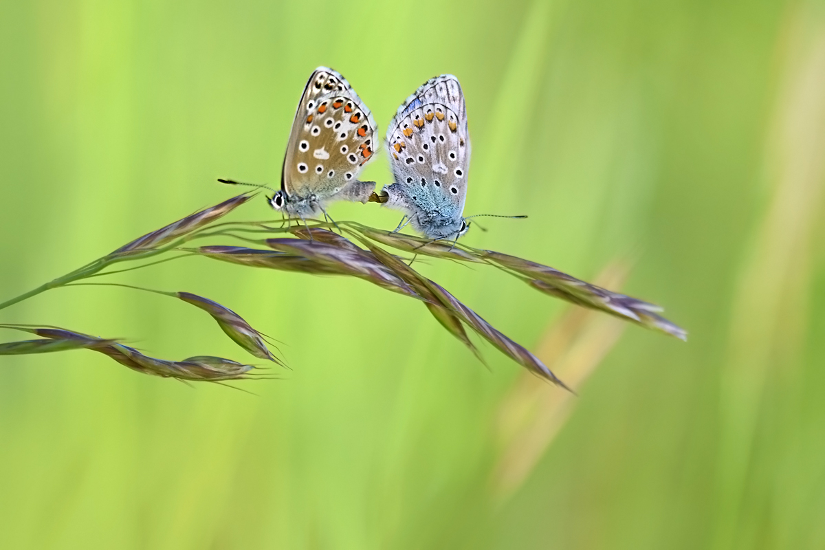 Ein gewagter Balanceakt