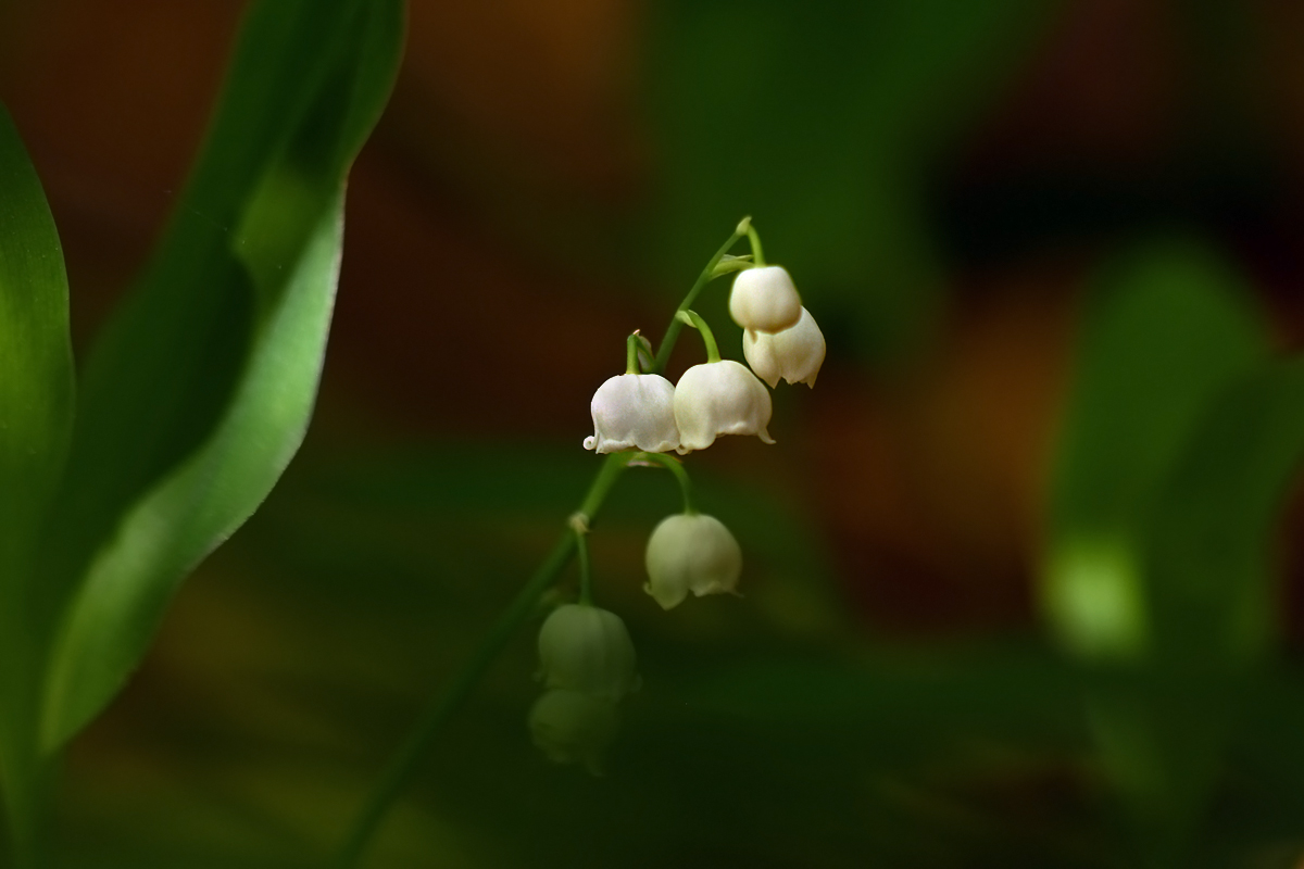 Im Dunkel des Waldes...