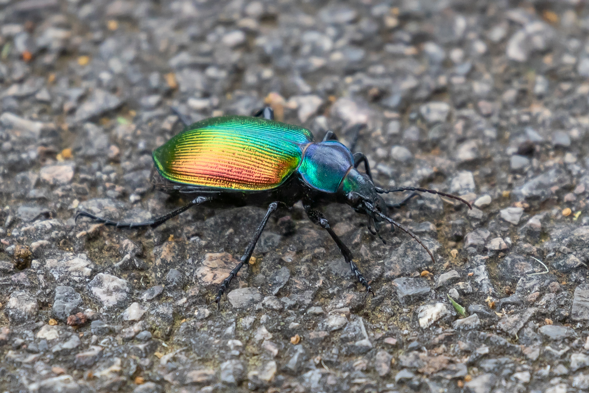 Grosser Puppenräuber