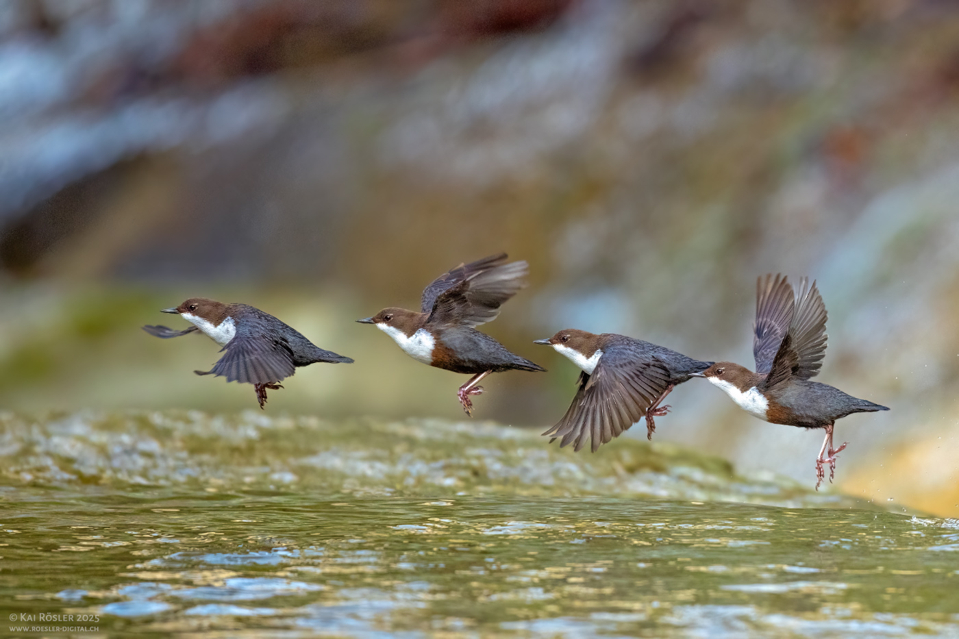 Abflug der Wasseramsel