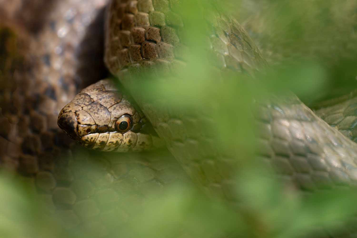Flüchtige Begegnung