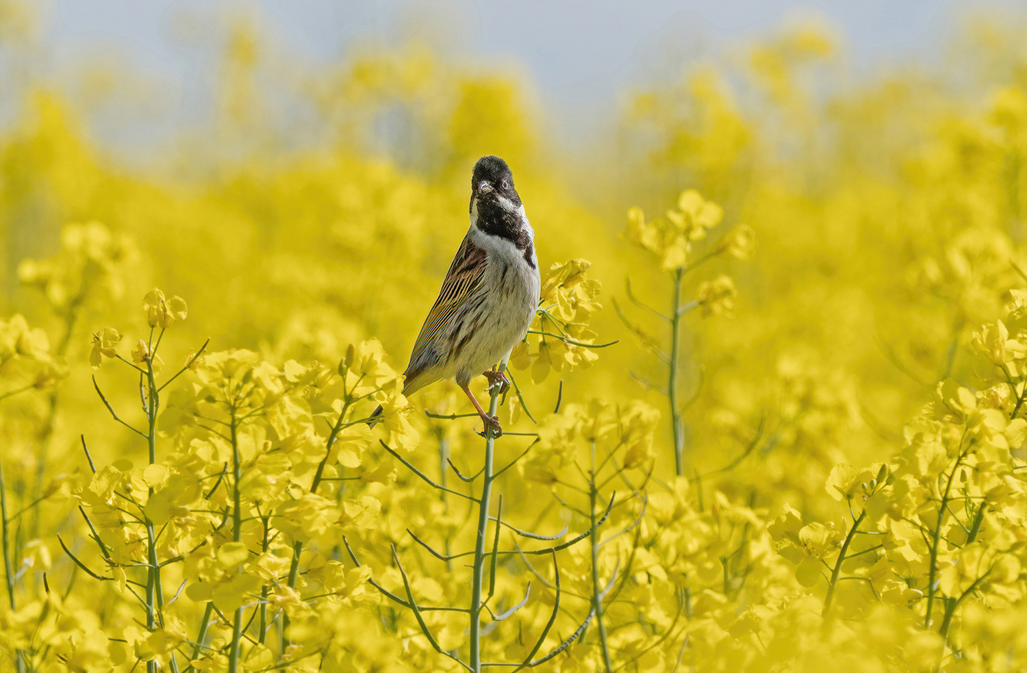 Rohrammer im Rapsfeld