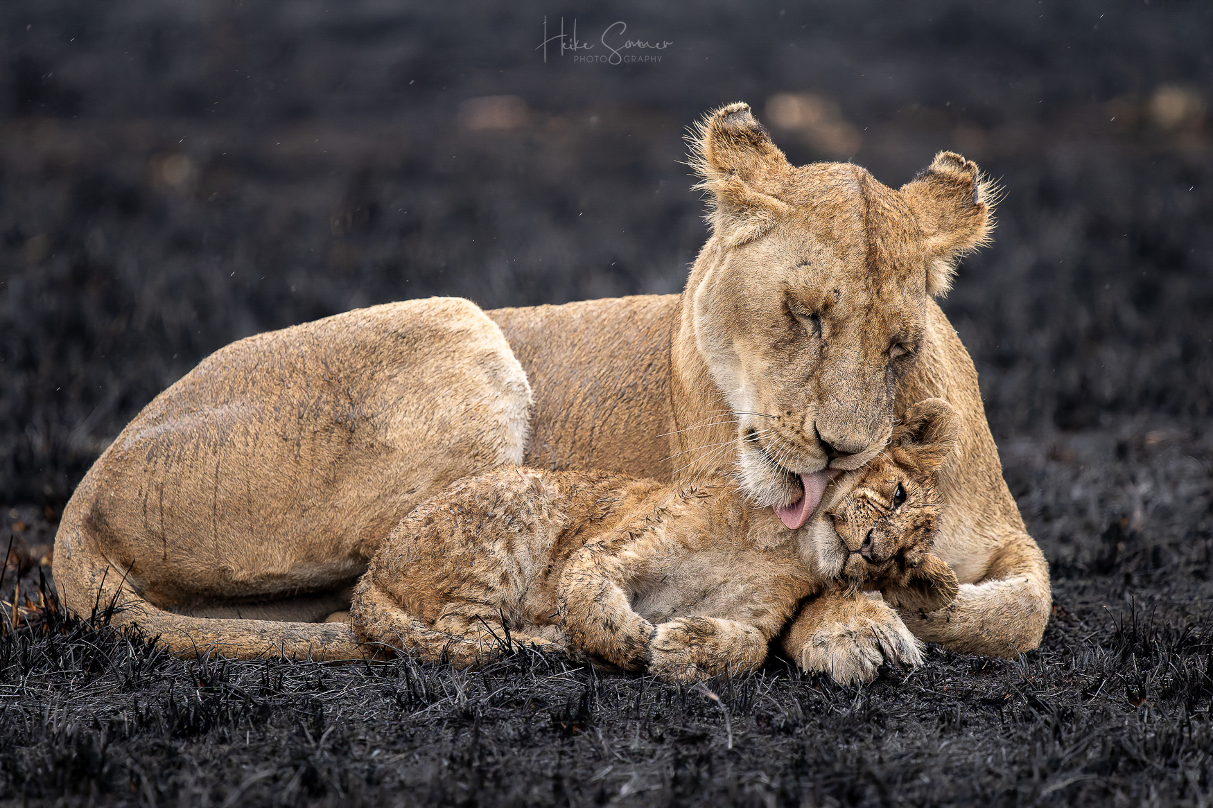 Katzenwäsche auf verbrannter Savanne (kein Color Key!)