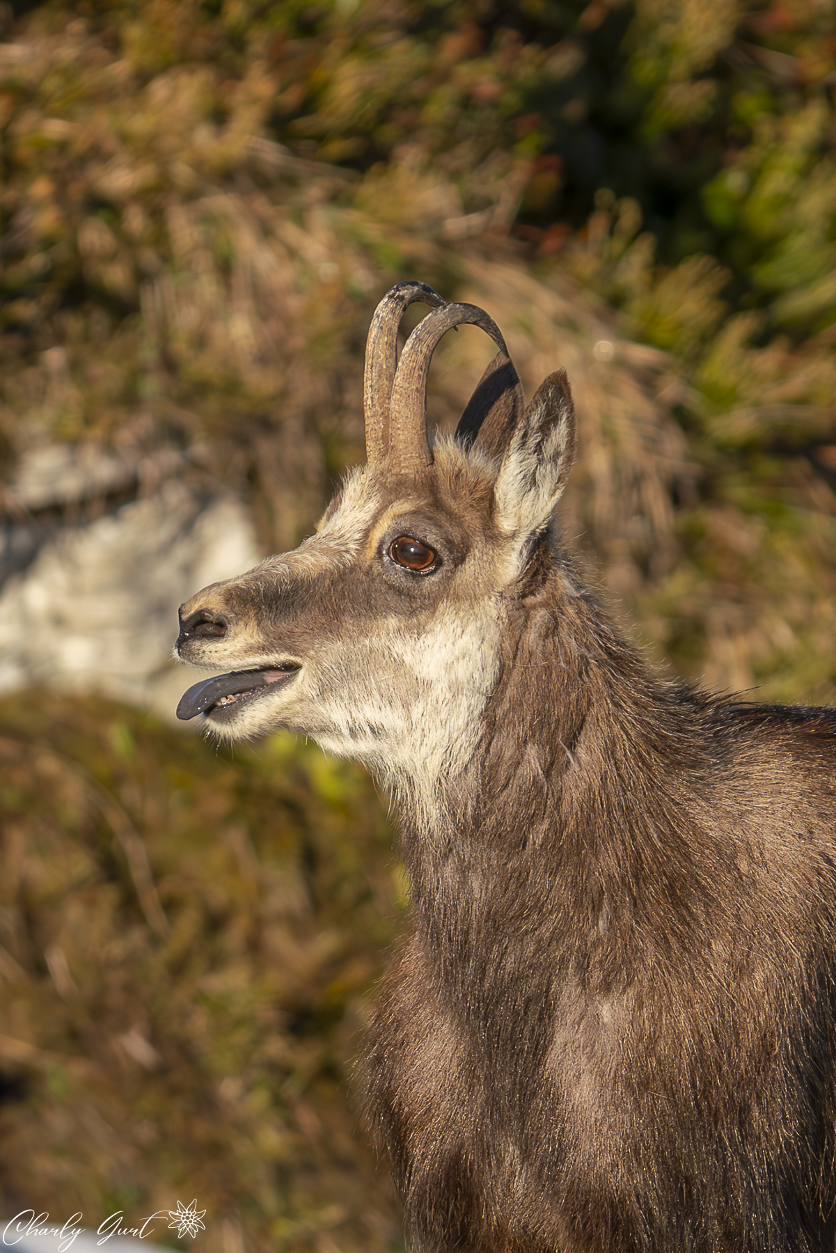 Gamsbock ausser Atem