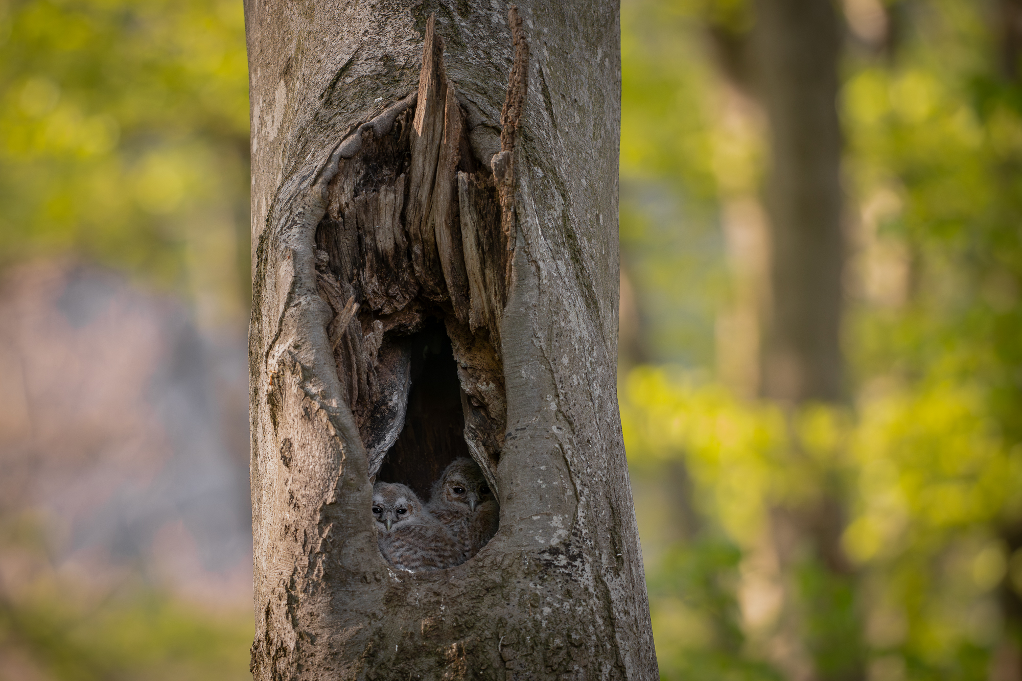 Das lichte Blätterdach...