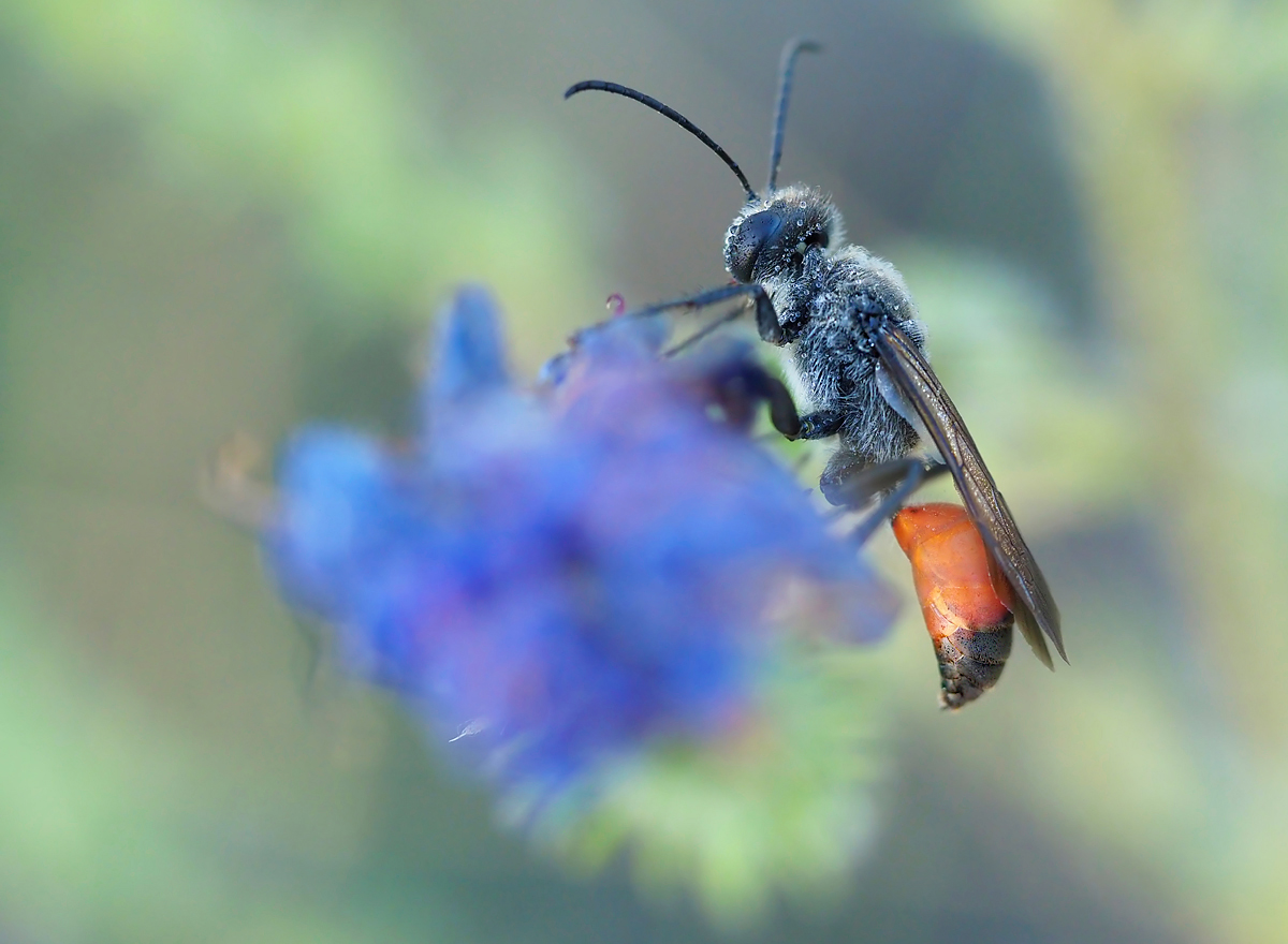 Heuschreckensandwespe (Sphex funerarius)