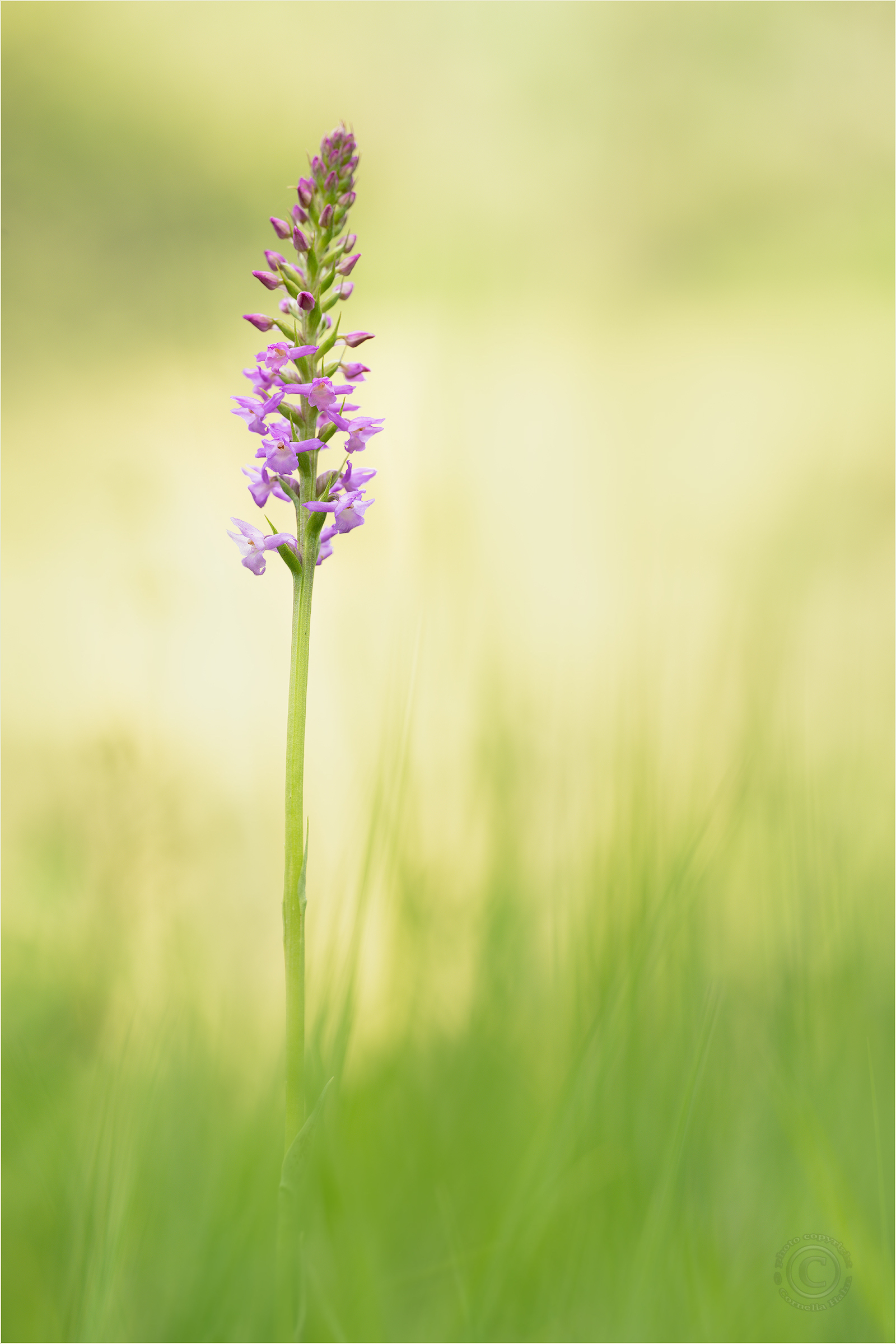 Wohlriechende Handwurz