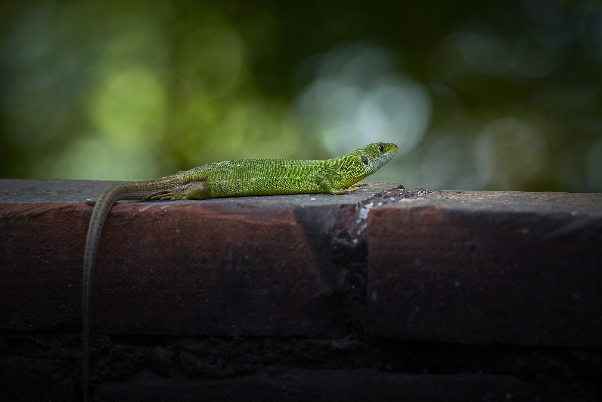 Eine Mauereidechse
