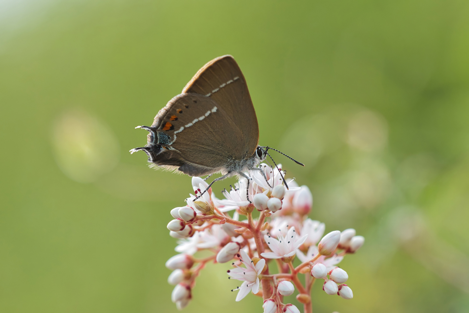 Kreuzdorn-Zipfelfalter