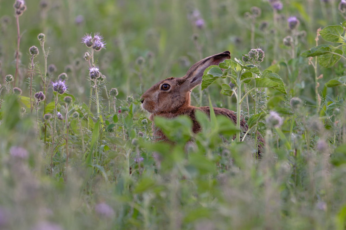 Feldhase....