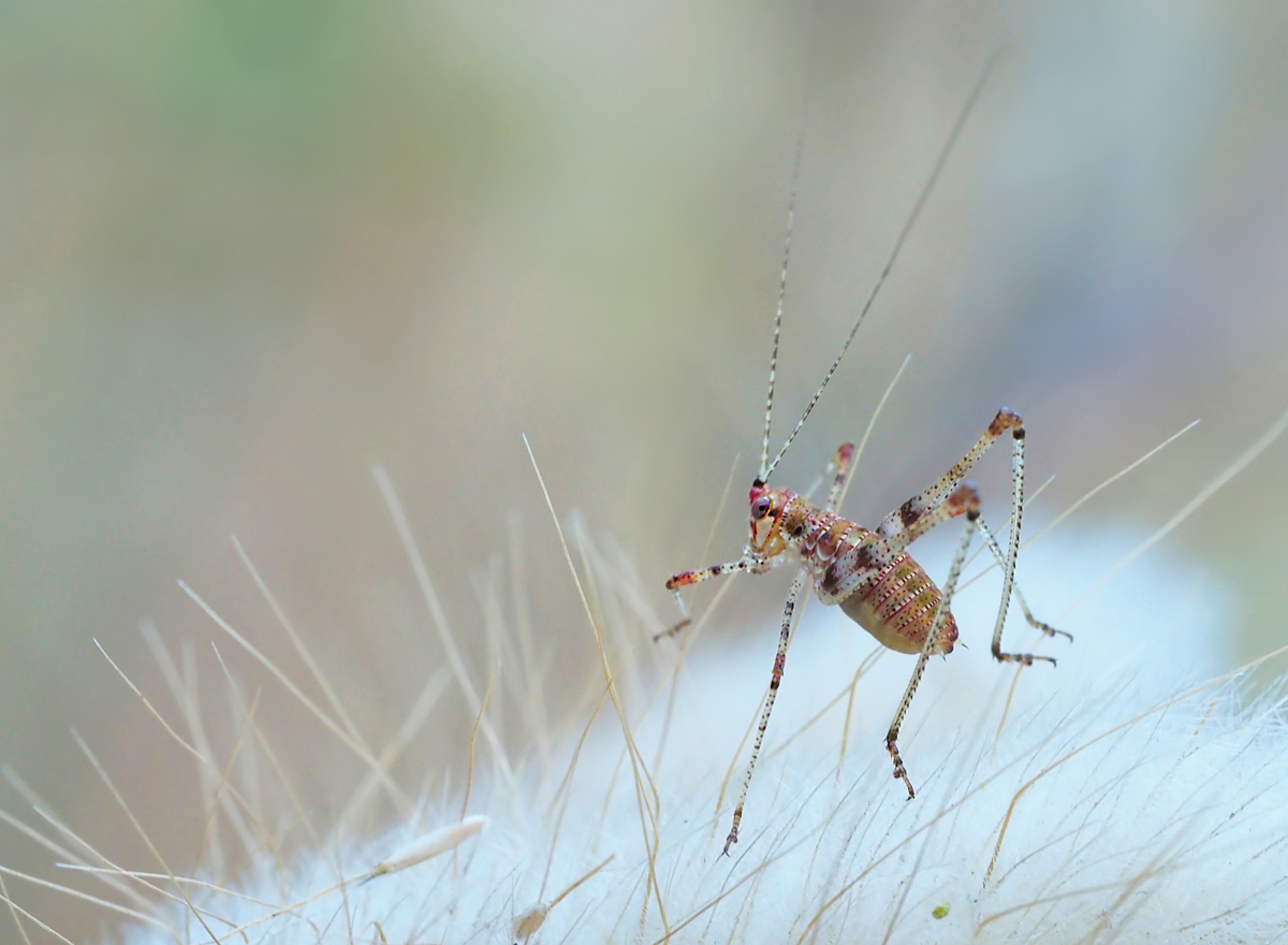 Nymphe der Punktierten Zartschrecke (Phaneroptera sparsa)