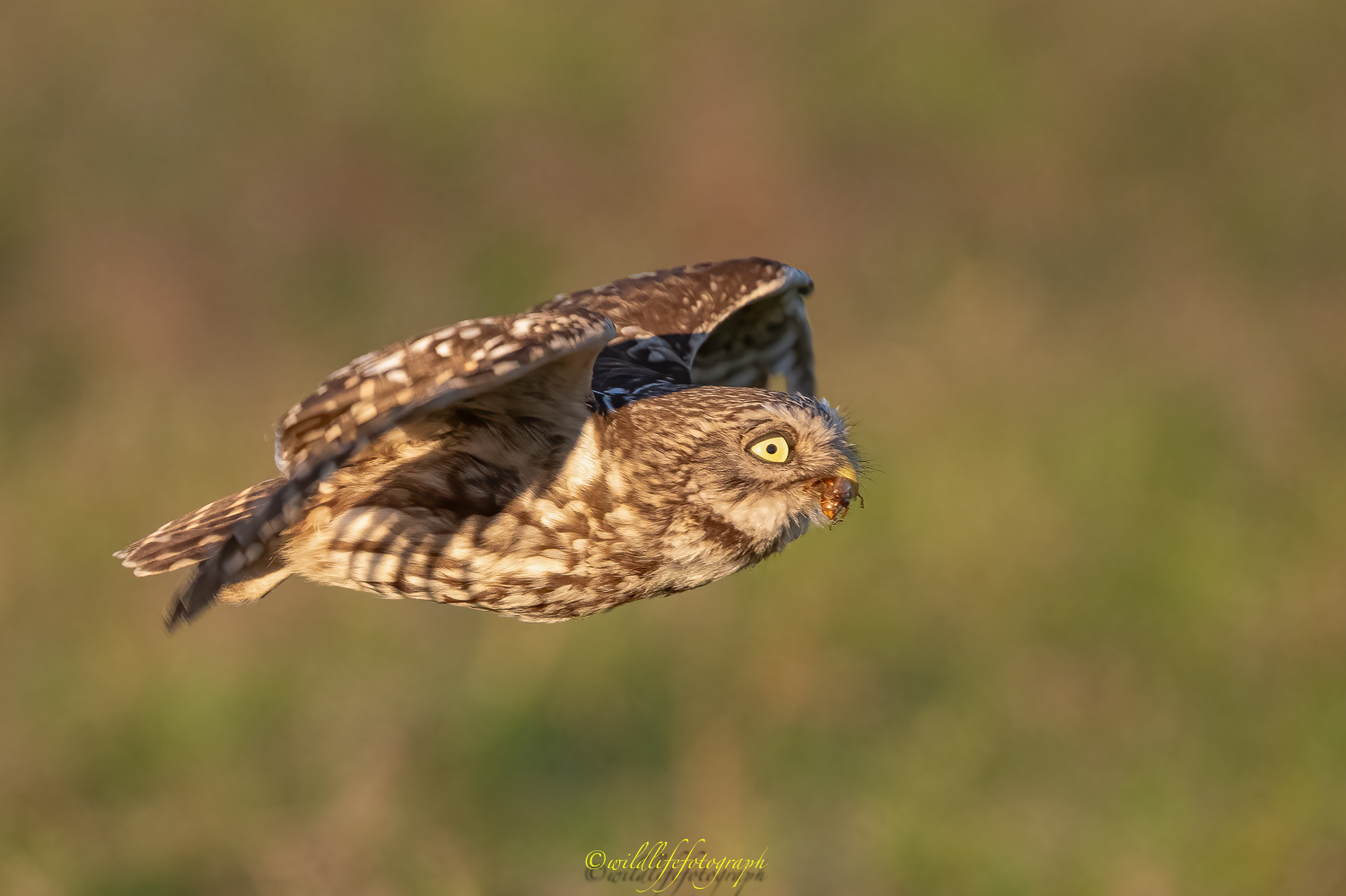 Eiliger Käfertransport