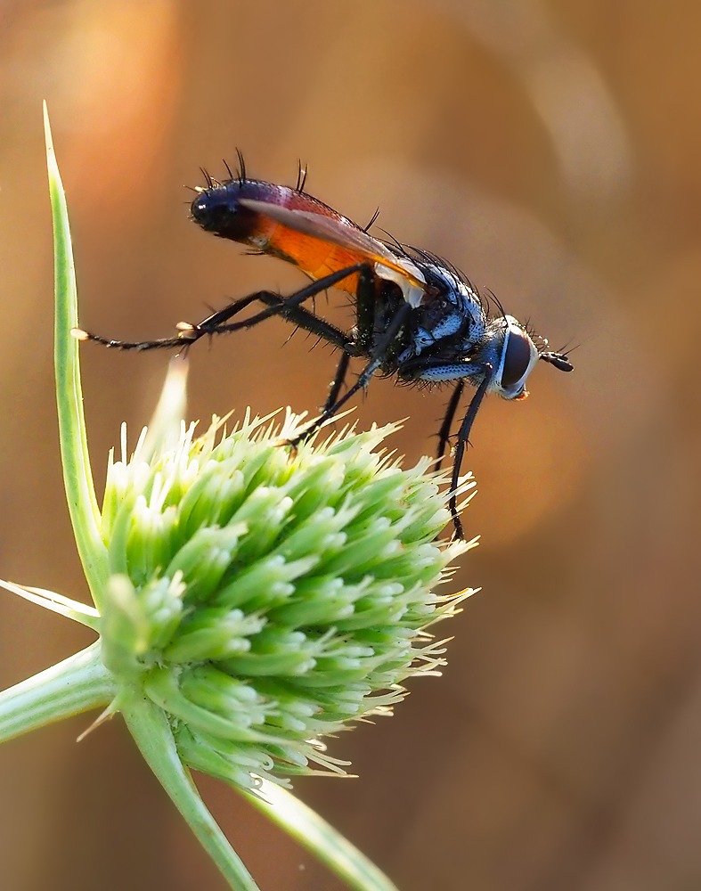 Cylindromyia intermedia