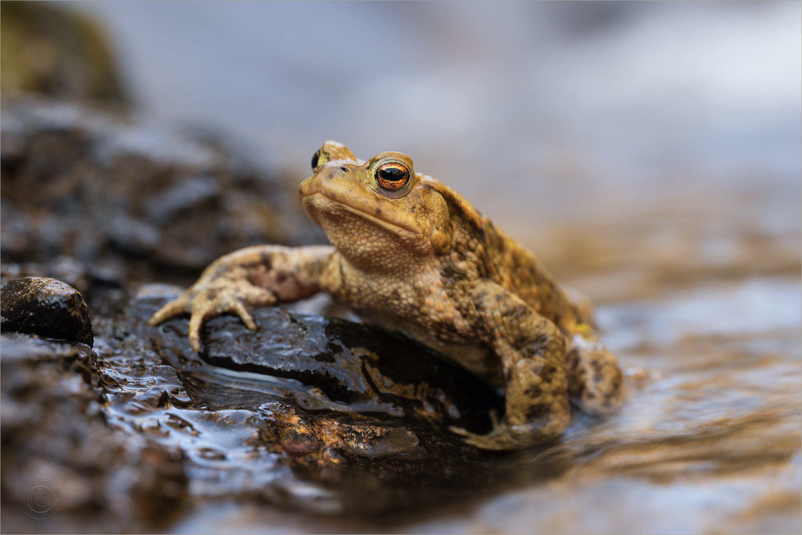 Erdkröte (Bufo bufo)