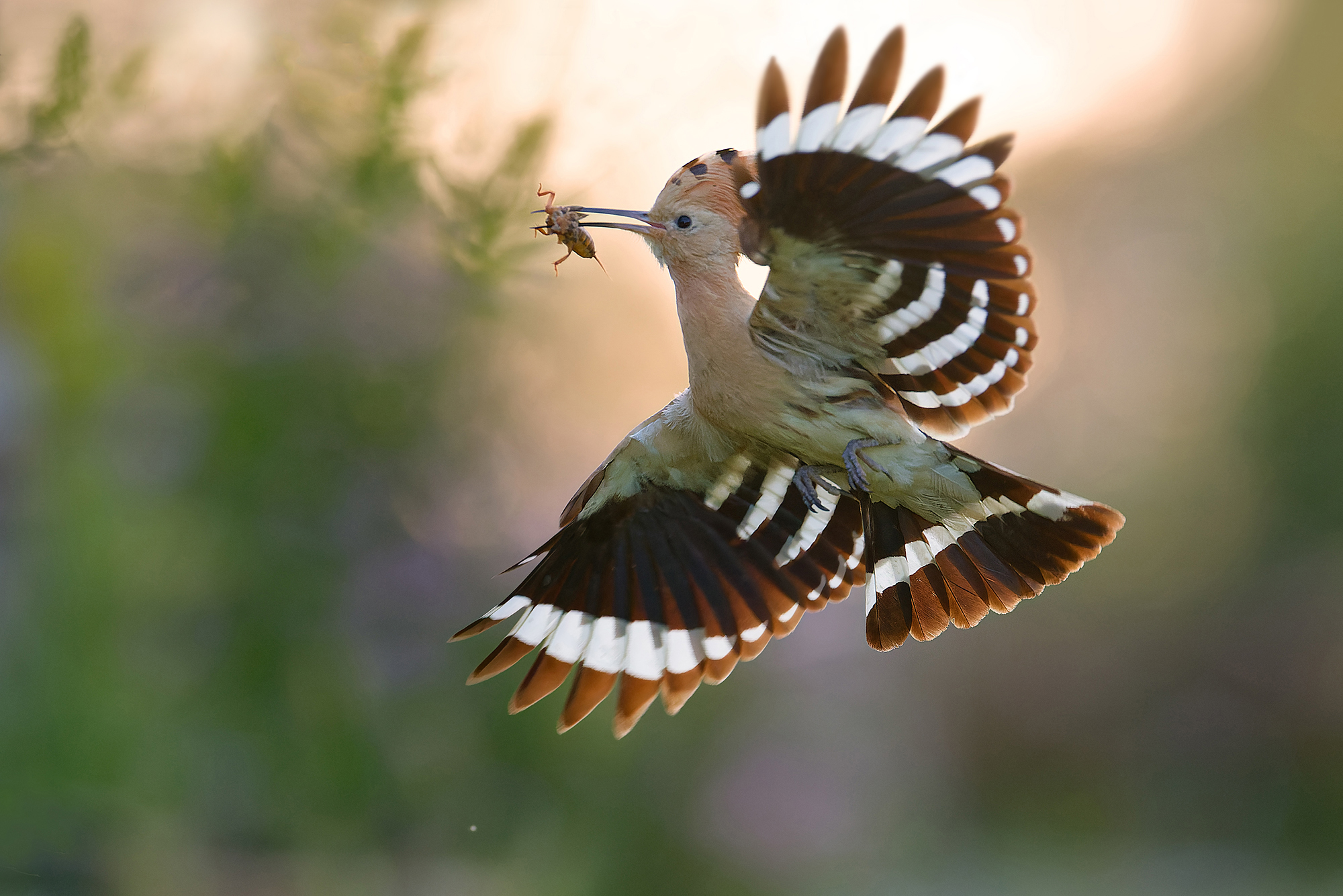 im abendlichen Gegenlicht