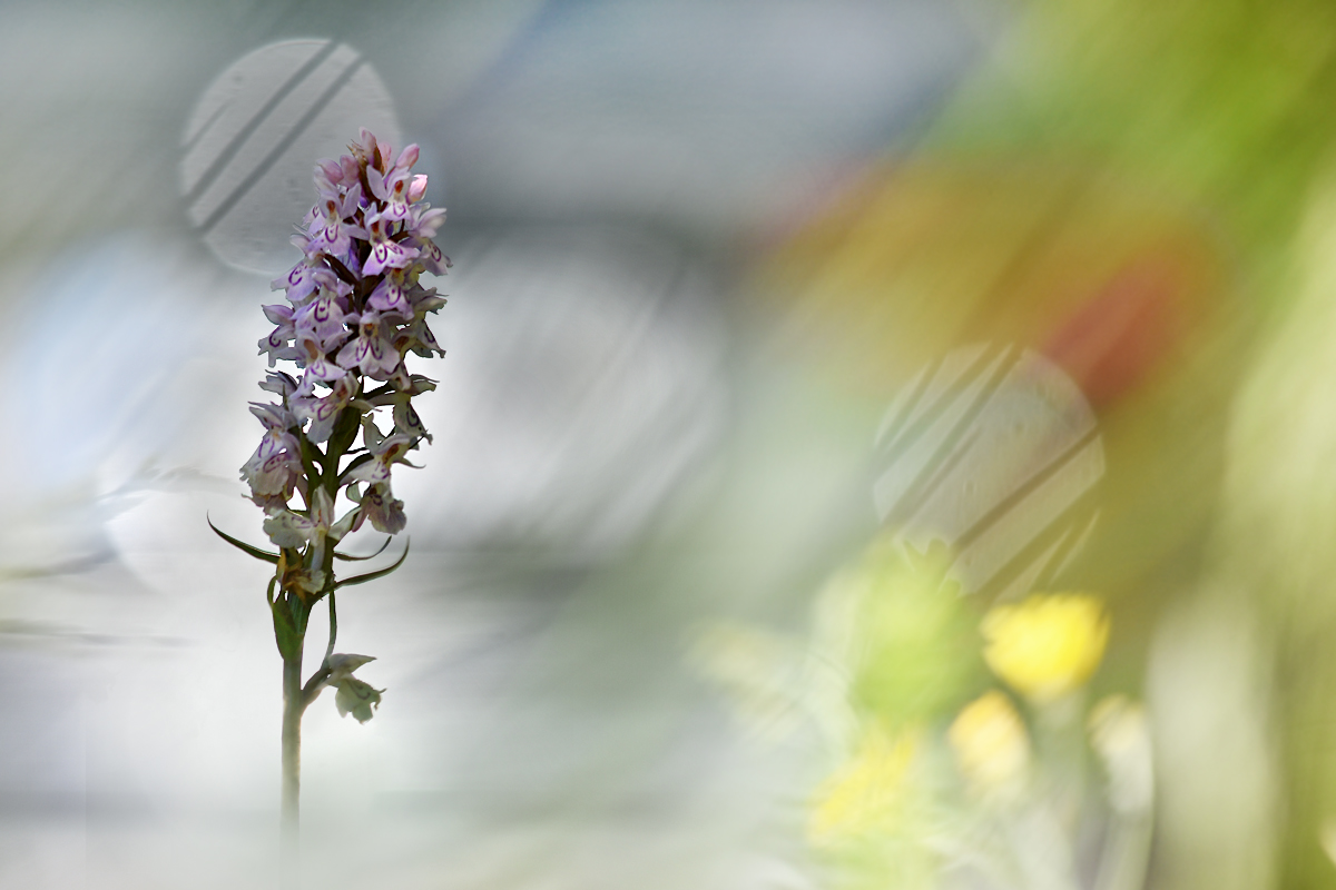 Geflecktes Knabenkraut