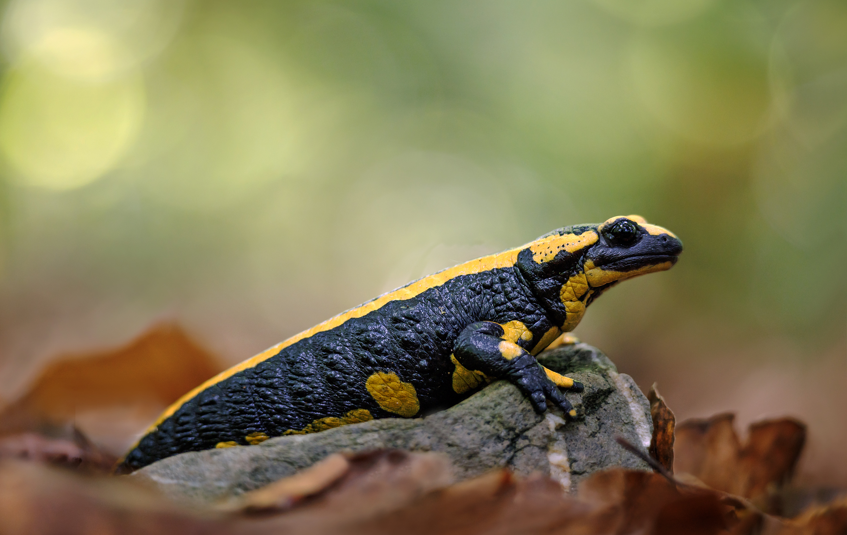 Salamandra Salamandra