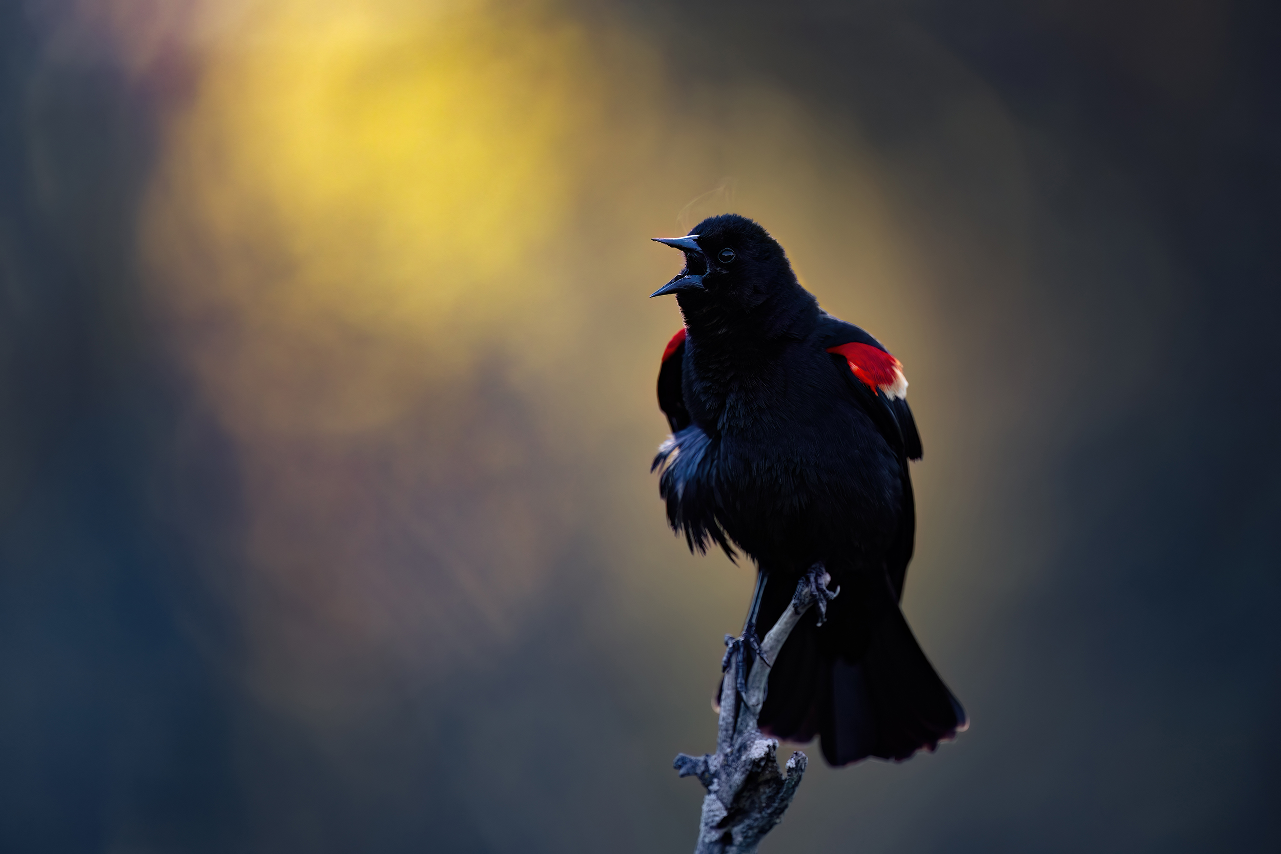 "Der Schrei" in der Vogel-Version