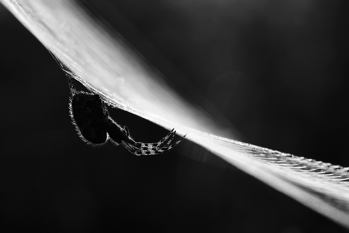 Spinne schwarz-weiß