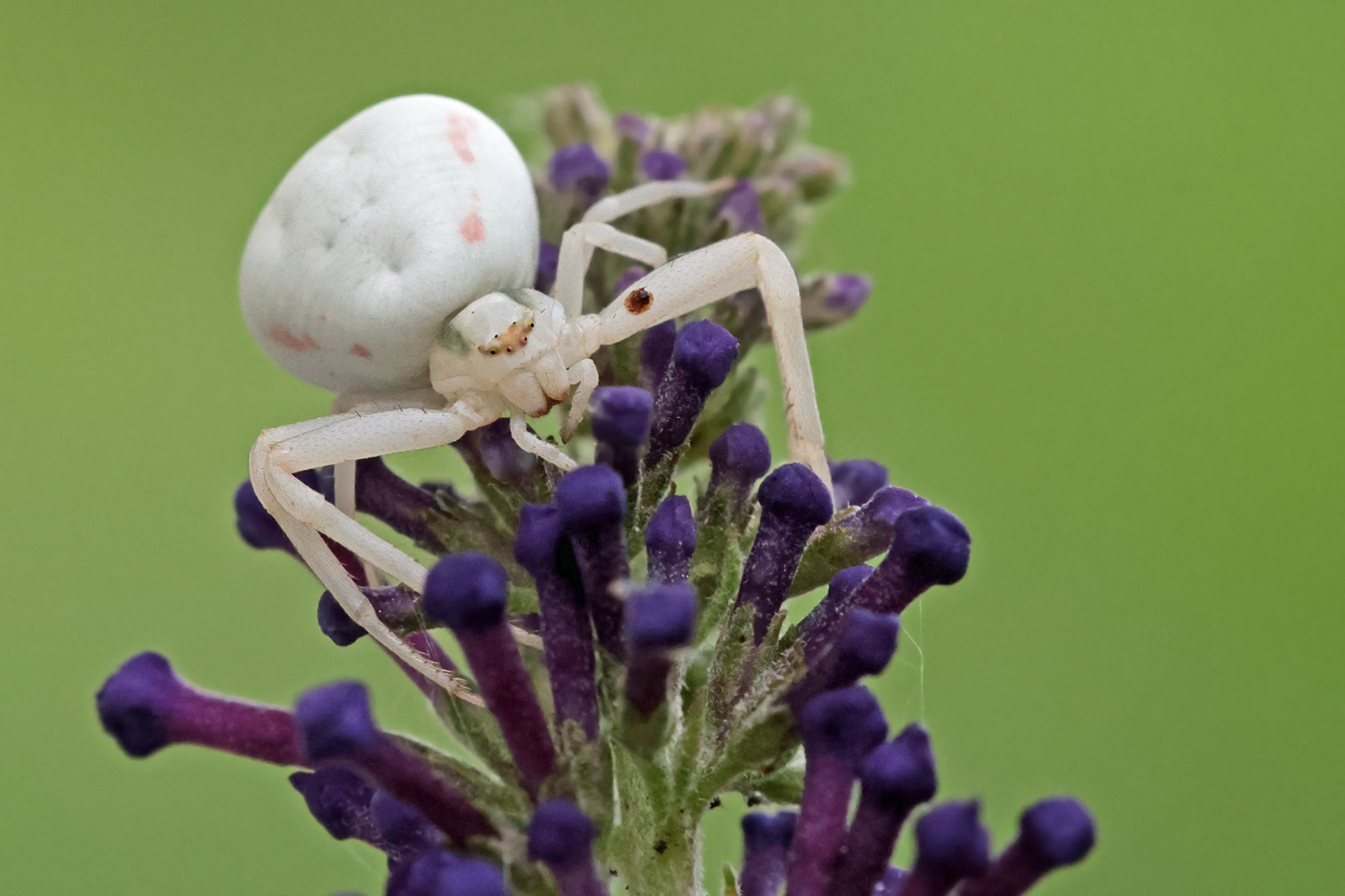 Krabbenspinne auf der Lauer