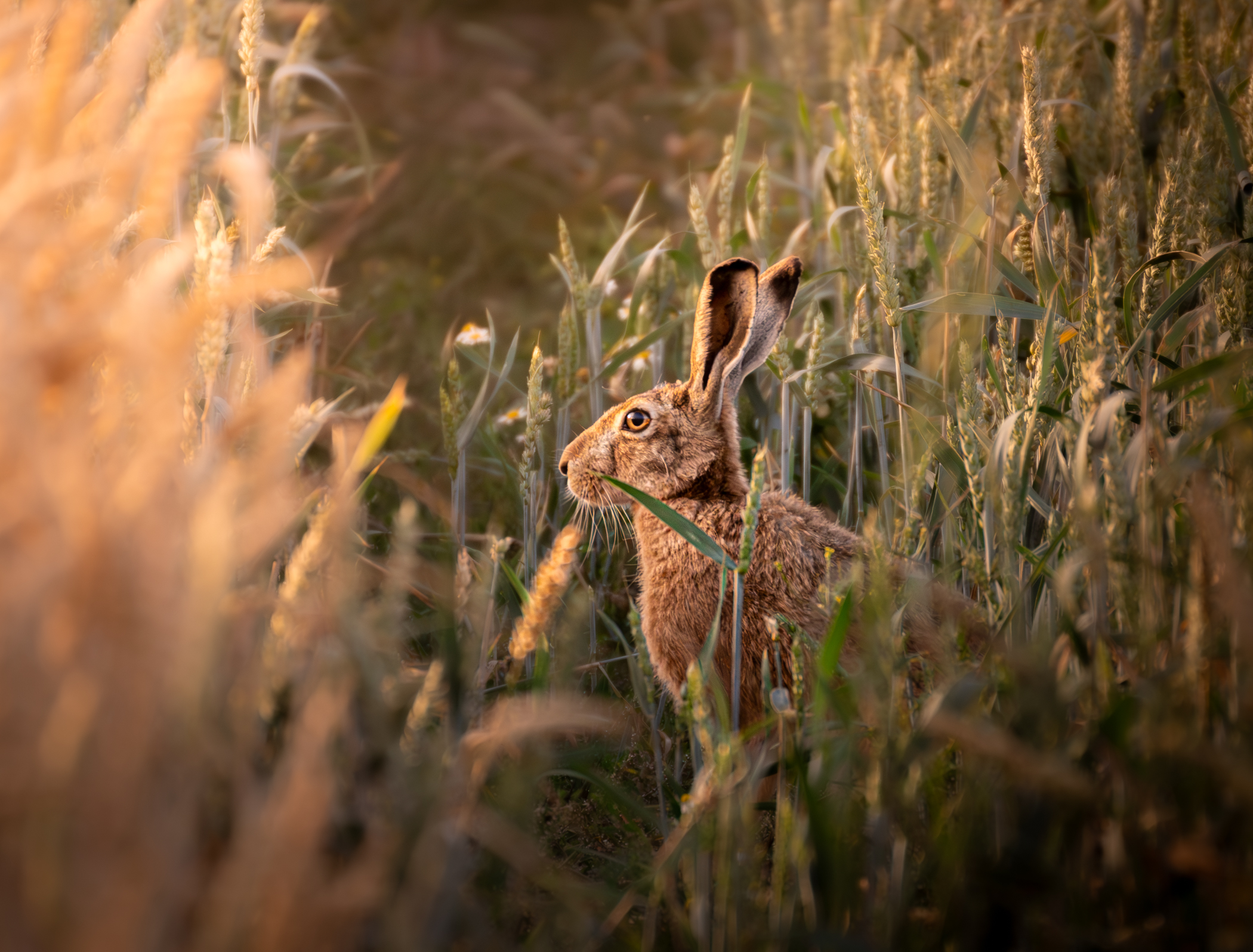 Feldhase im Kornfeld