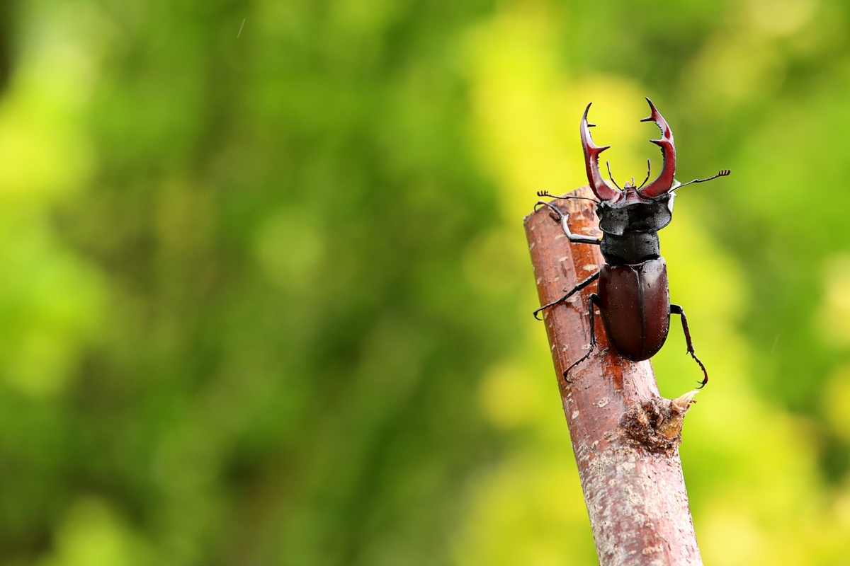 Stolzer Geweihträger