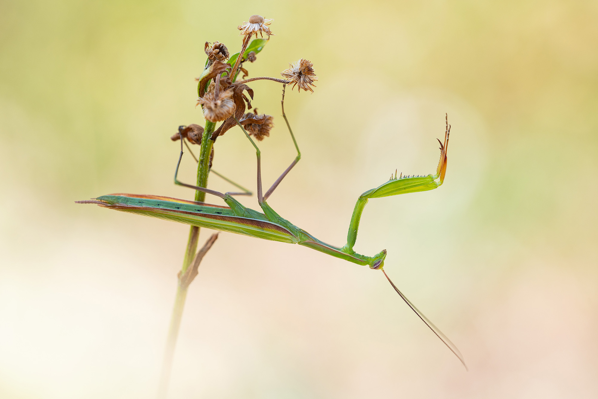 Mantis religiosa