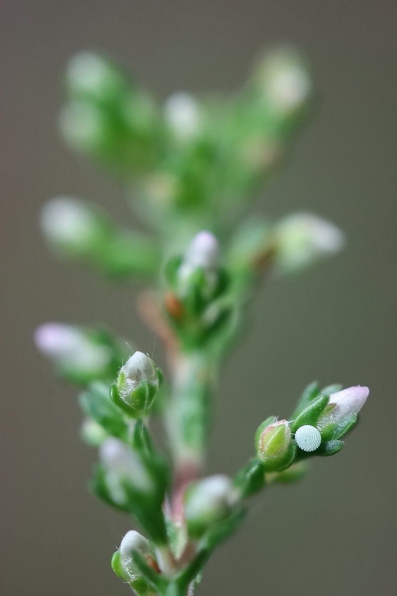 Ei des Faulbaum-Bläulings