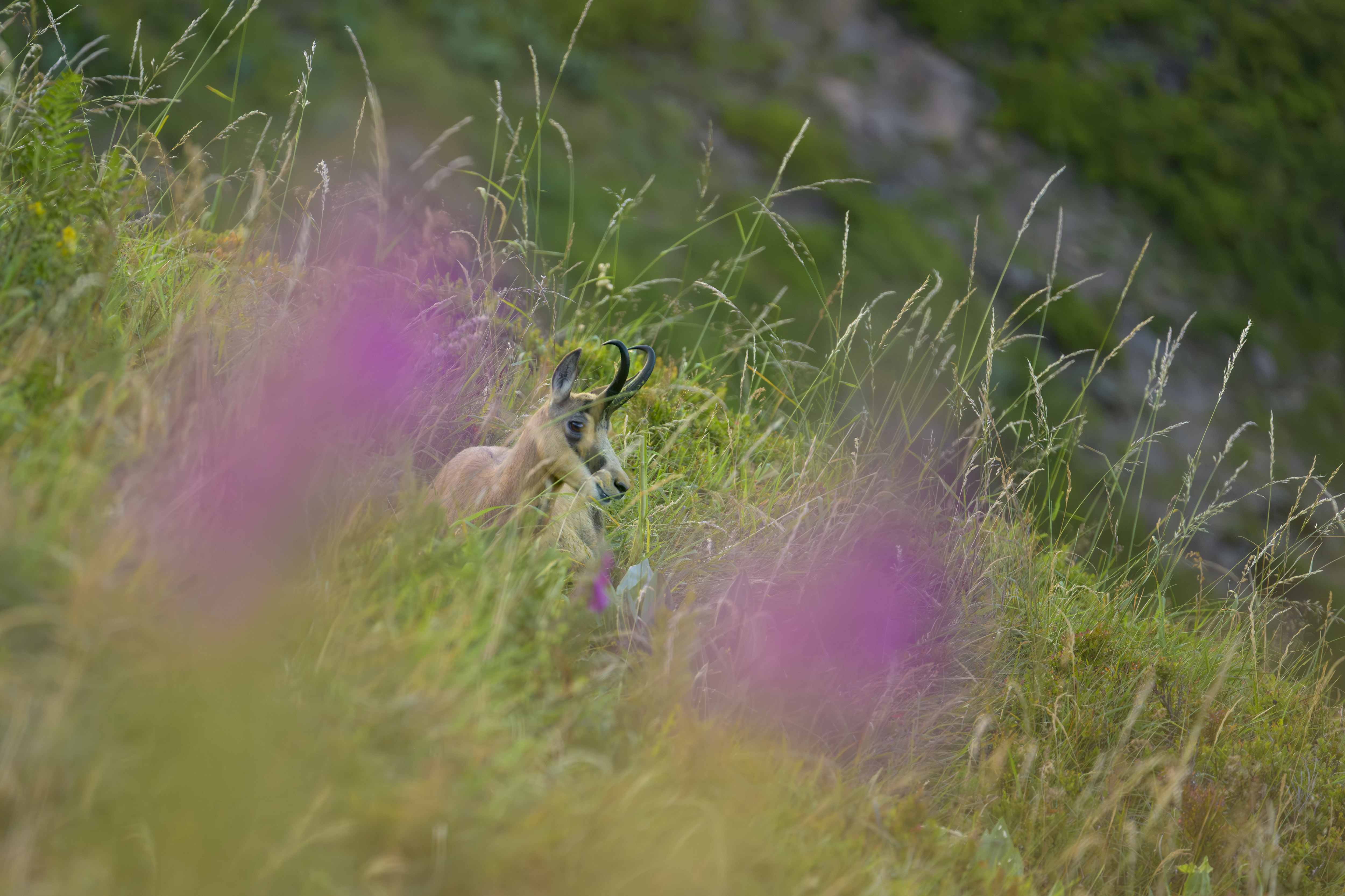 Gams und Fingerhut (oder umgekehrt)