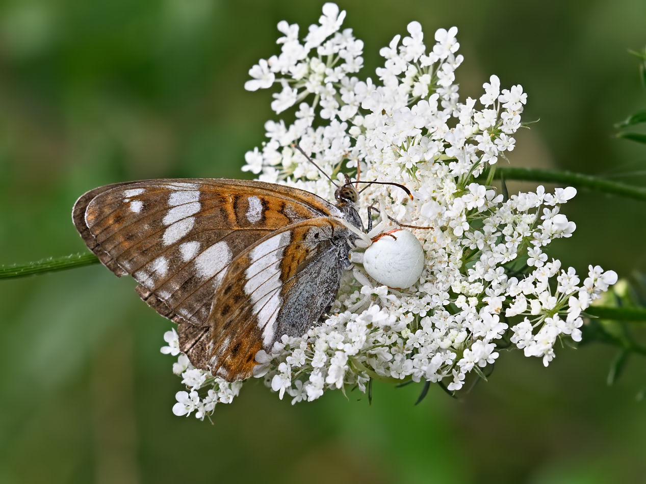 Krabbenspinne mit Eisvogel