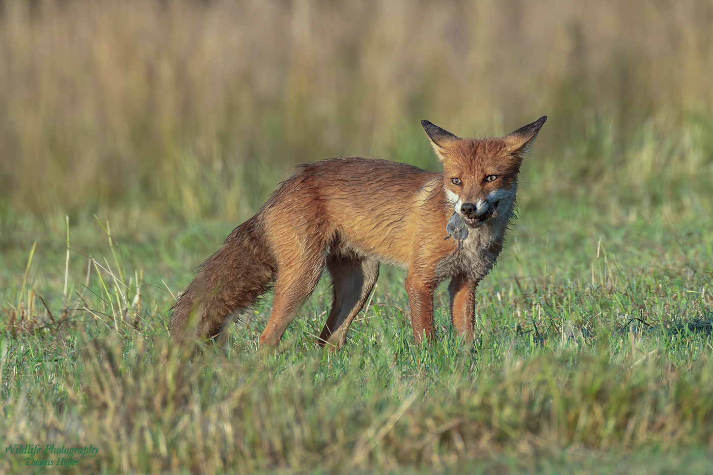 Rotfuchs mit Frühstück