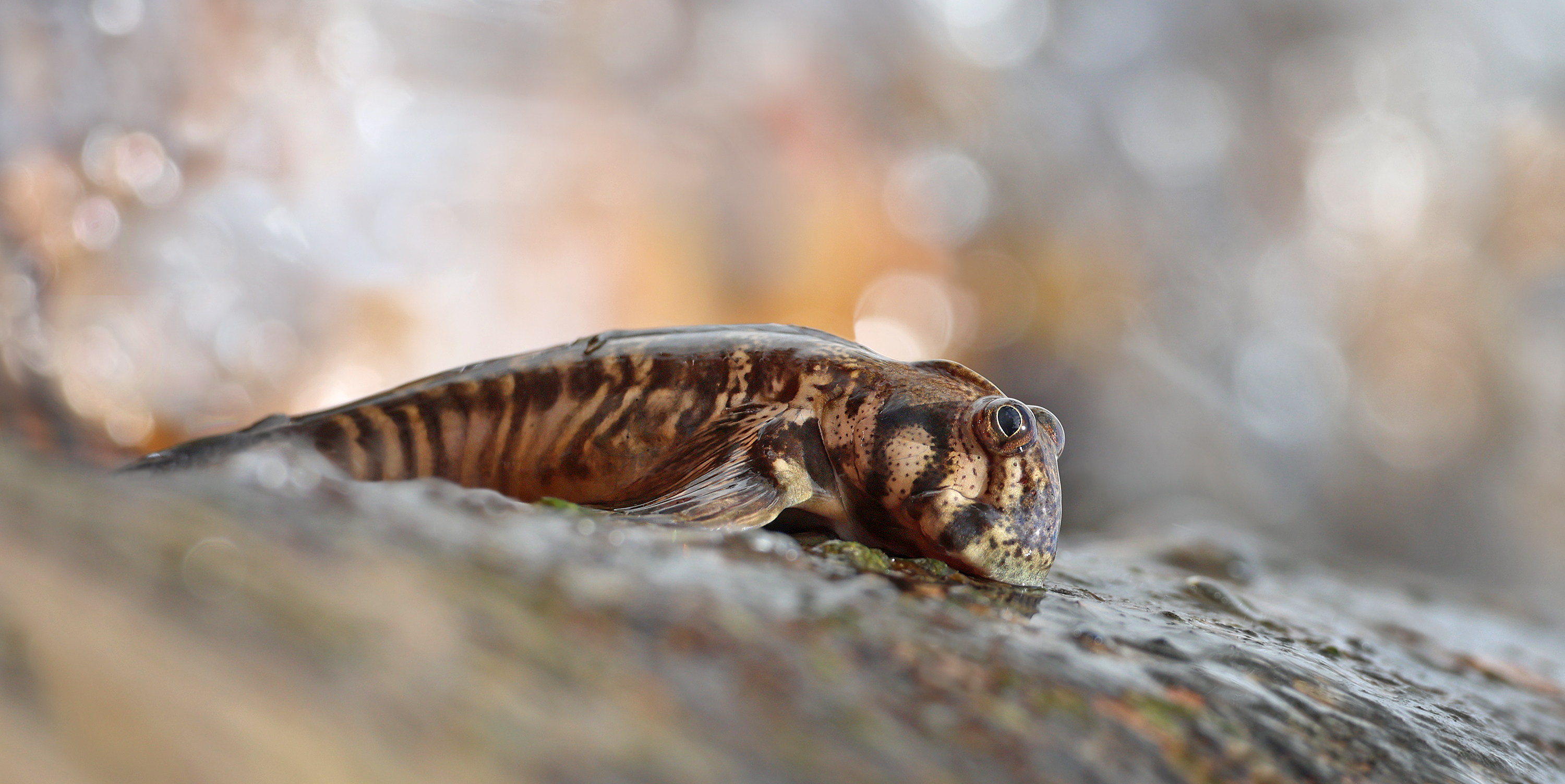Seychellen Schlammspringer....