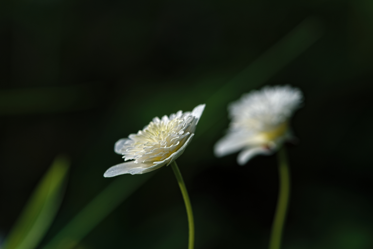 Buchwindröschen mit "Schatten"