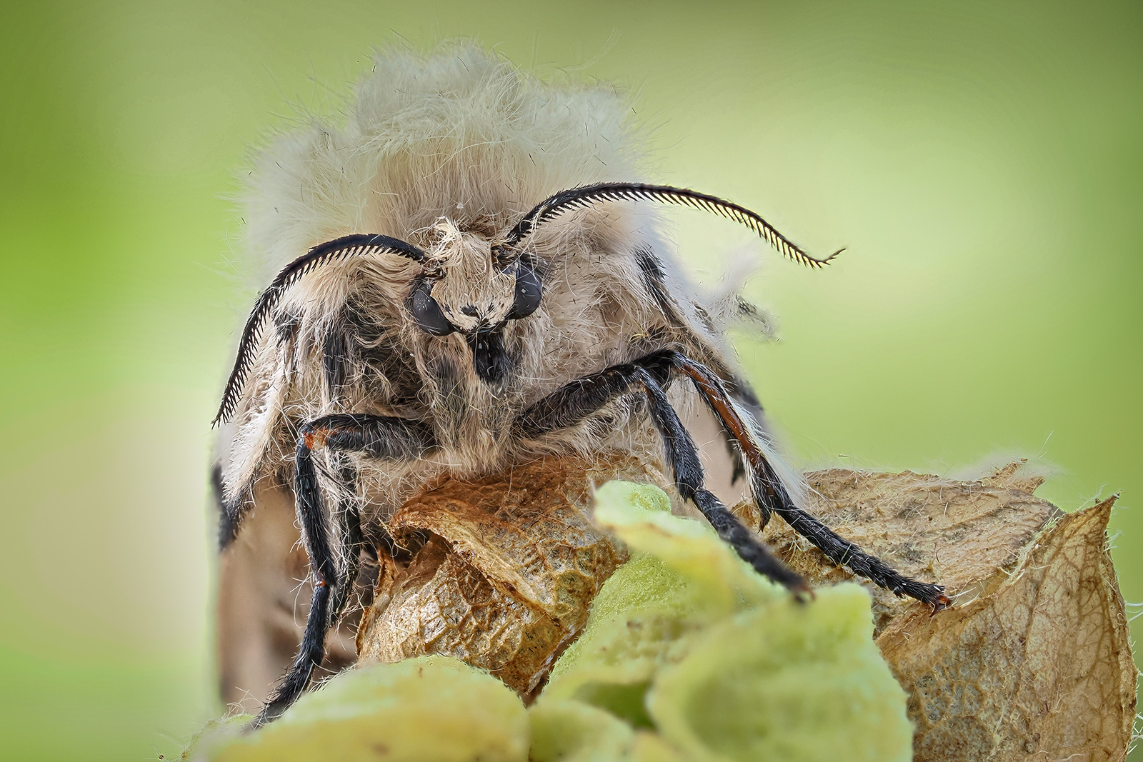 Schwammspinner, Portrait