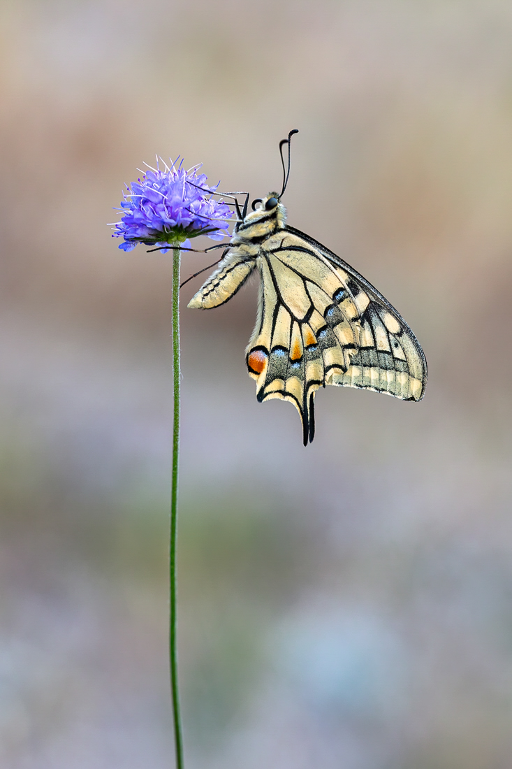 Ein Schwalbenschwanz ...
