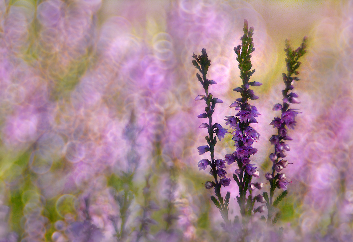 Die Heide blüht ...,