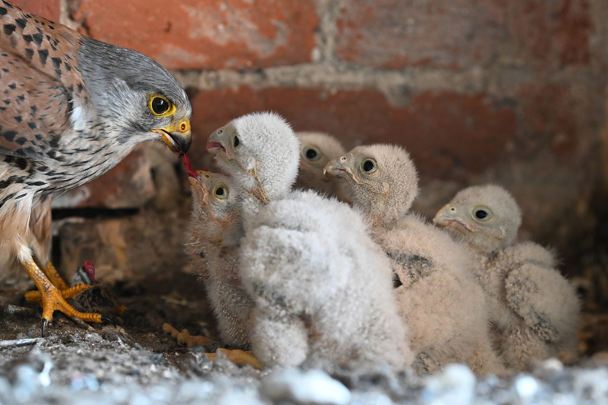 Wenn der Terzel den Nachwuchs füttert