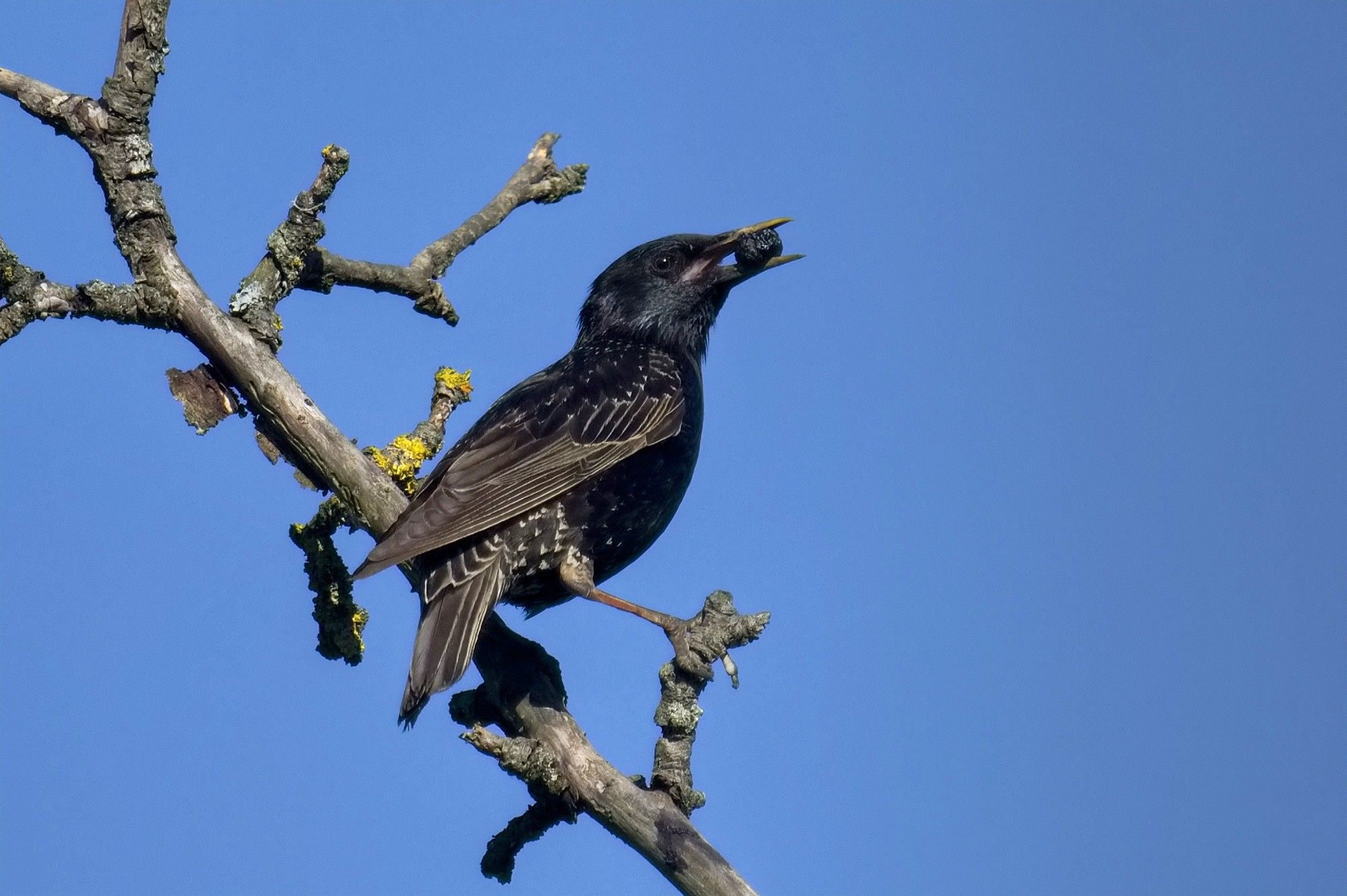 ich bin ein kleiner Star