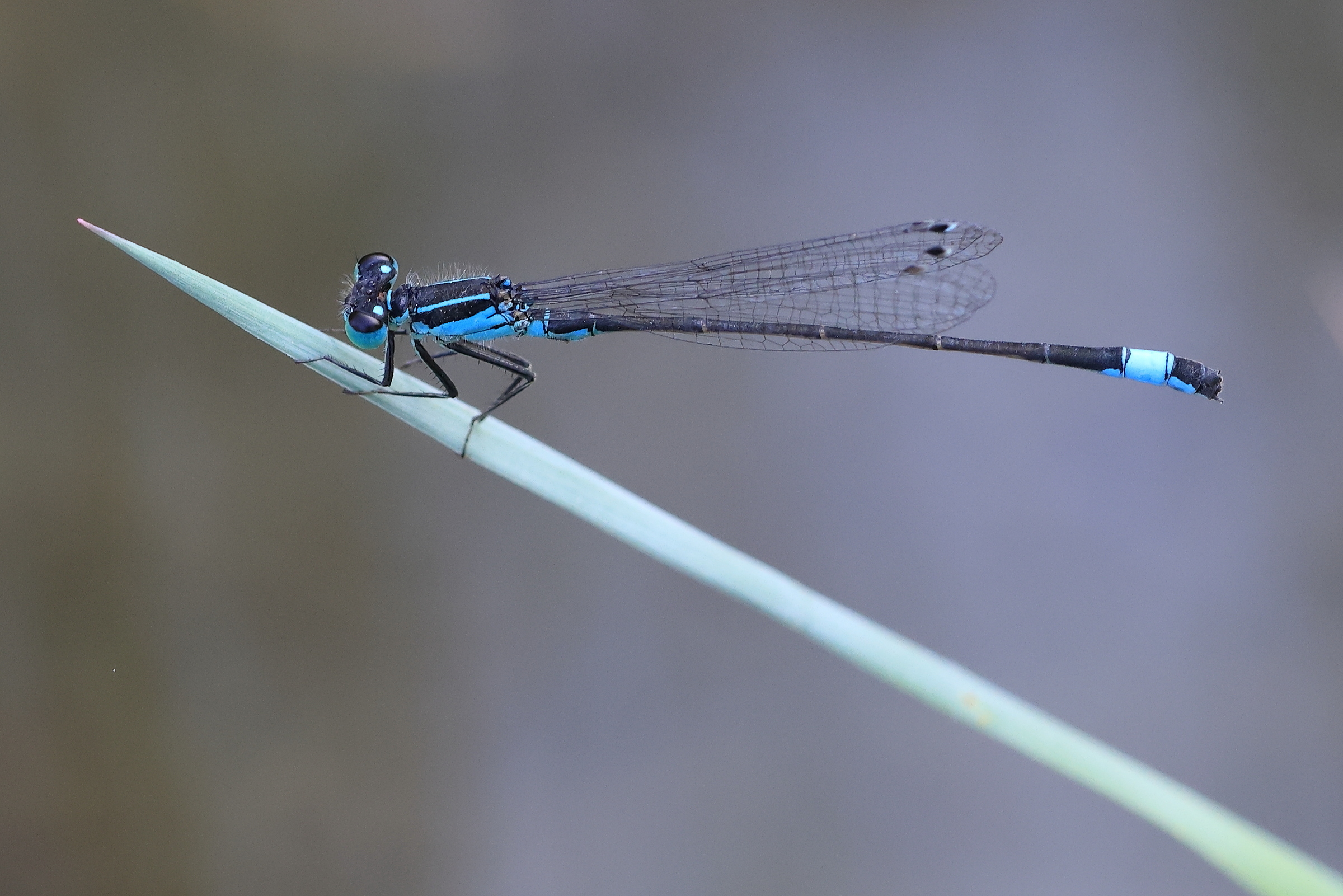 Grosse Pechlibelle (m)